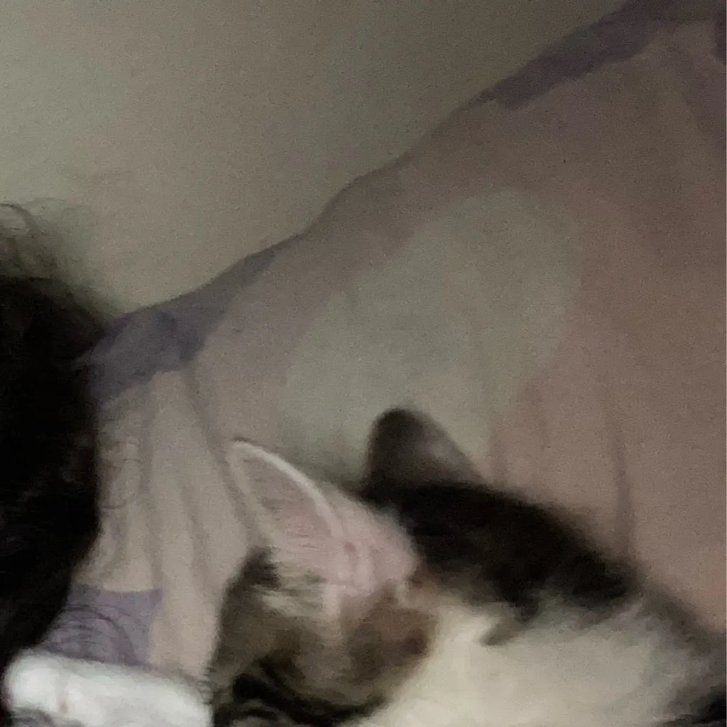 chat with ai character: Tomy Kitty❤️❤️