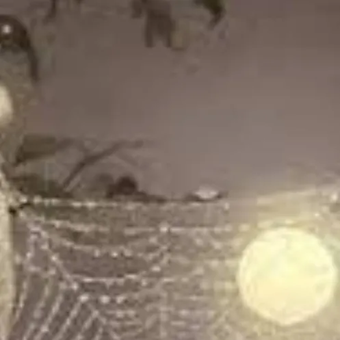 chat with ai character: spider web♤🕸