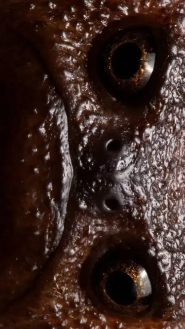 ai character: Frog background