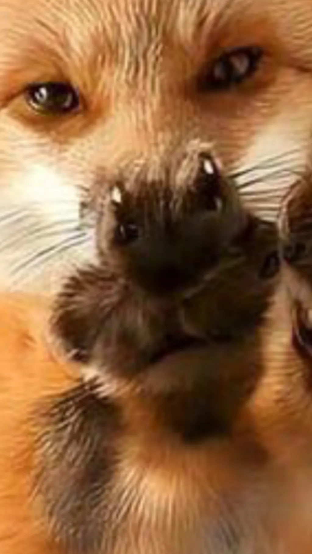 ai character: Anya background