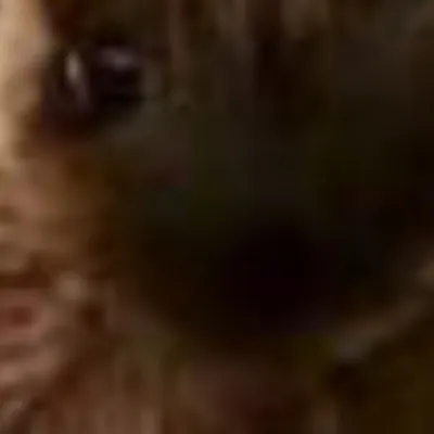 chat with ai character: Anya