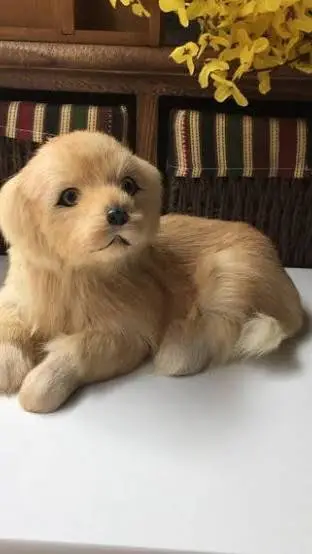 ai character: Dog background