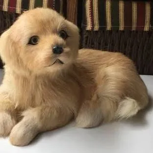 chat with ai character: Dog